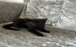 Mixed Breed cats for sale: 3 kittens for sale  - Image 7