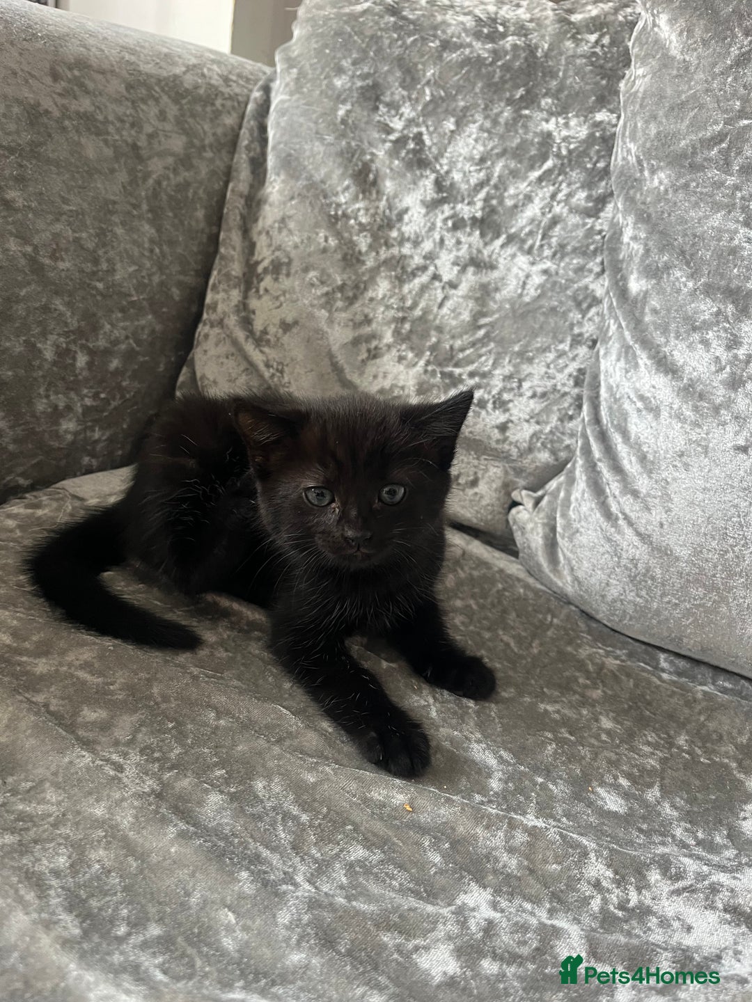 Mixed Breed cats for sale: 3 kittens for sale  - Image 7