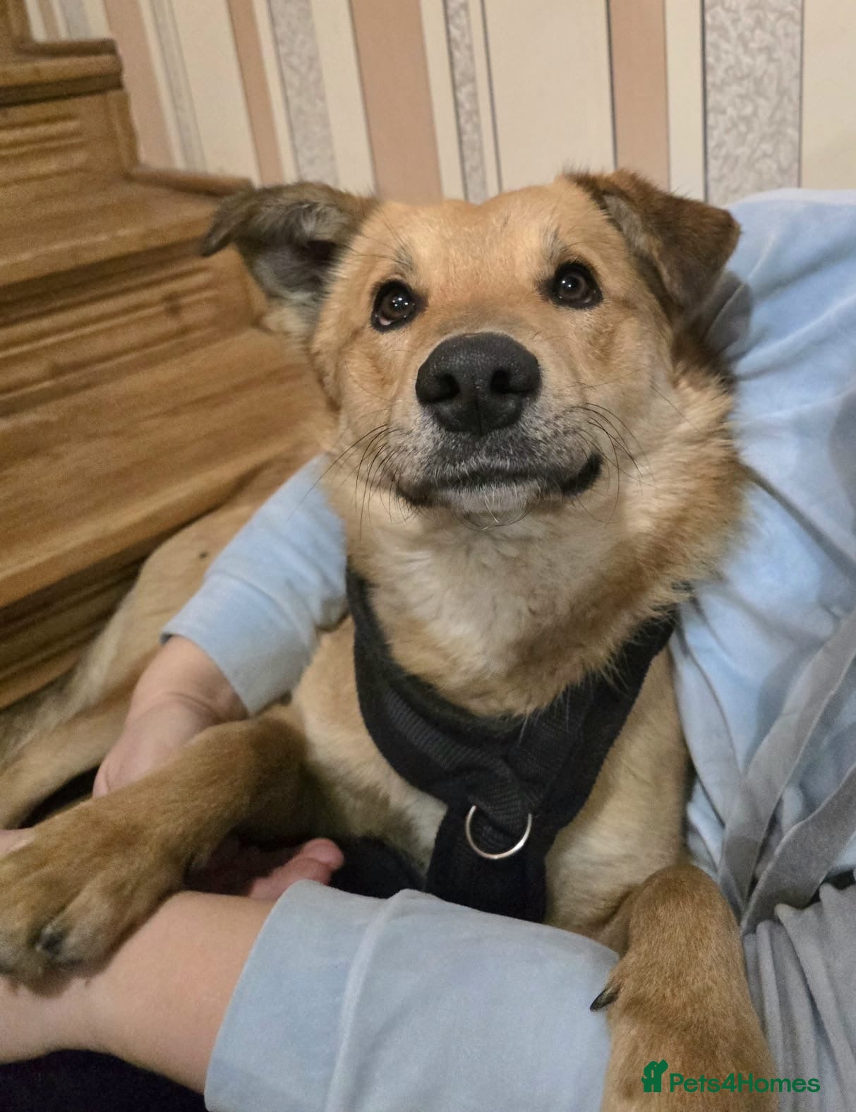 Mixed Breed dogs 💙🐶 CACTUS (YANIK) - Advert 6