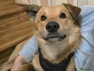 Mixed Breed dogs 💙🐶 CACTUS (YANIK) - Advert 4