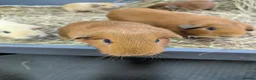 Guinea Pig rodents for sale: Golden Guinea Pigs for Sale - Advert 5
