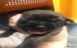 Mixed Breed dogs for sale: Cane corso cross German shepherd puppy’s  - Image 17