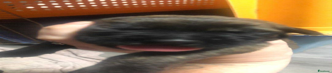 Mixed Breed Puppy 5