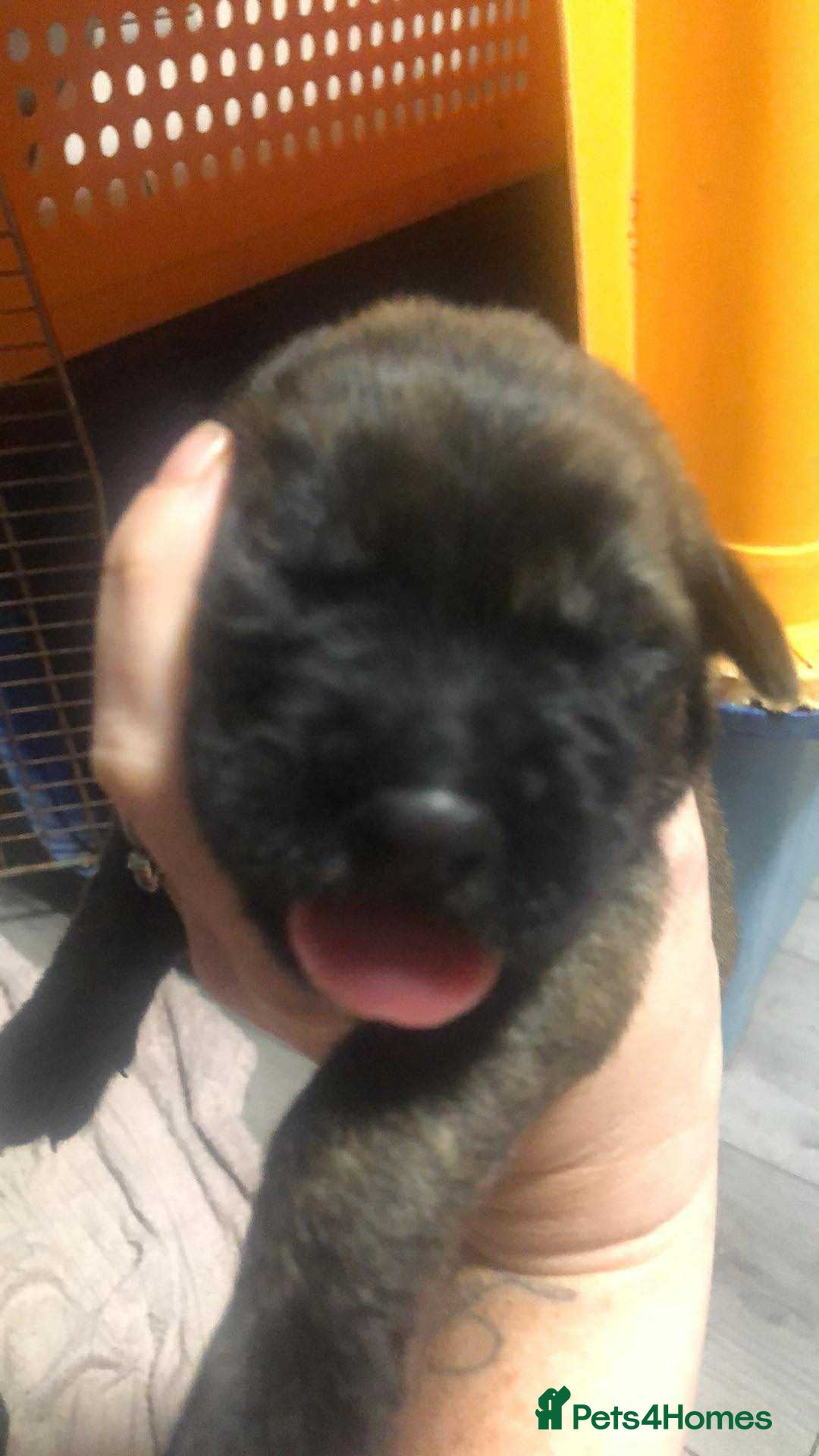 Mixed Breed dogs for sale: Cane corso cross German shepherd puppy’s  - Image 17