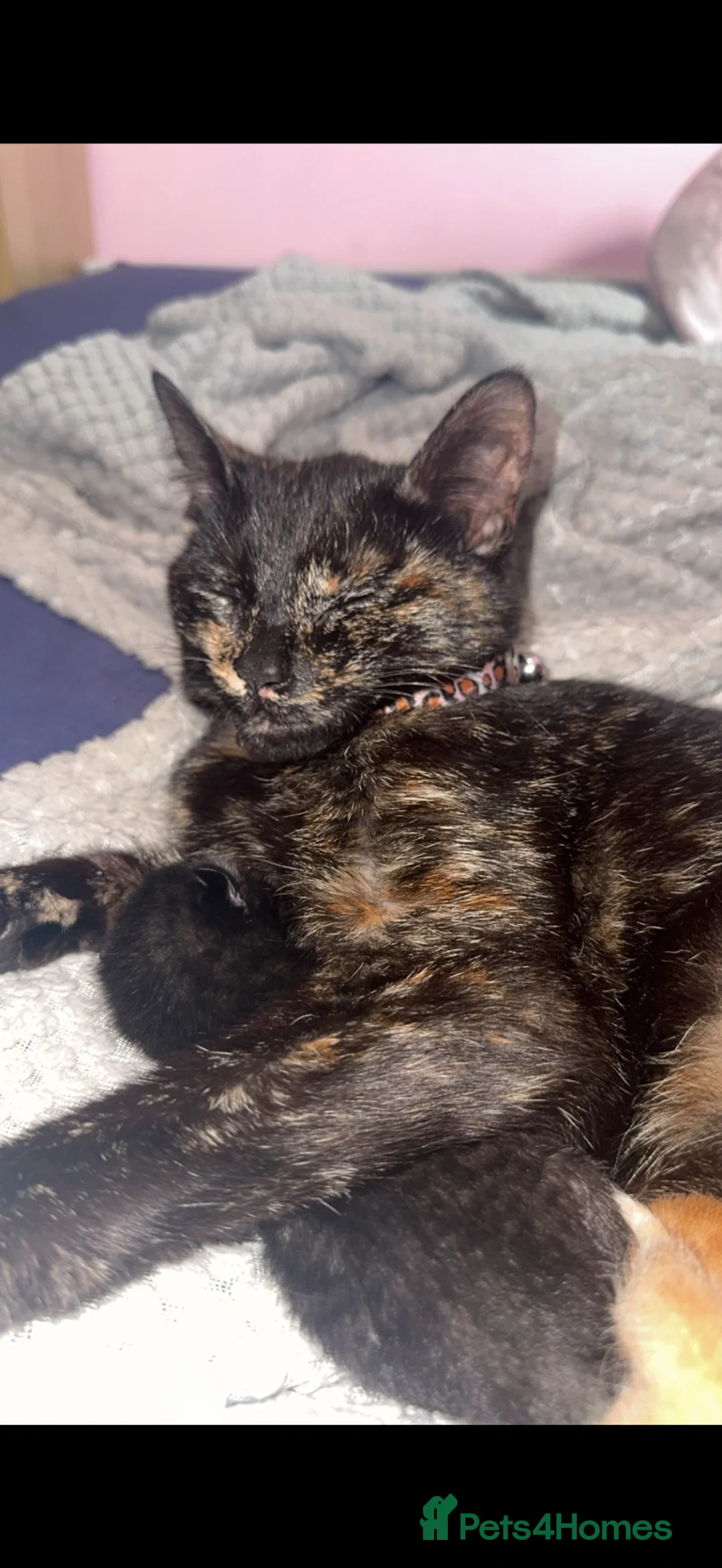 Mixed Breed cats for sale: 3 little beautiful kittens for sale  in Wigan - Advert 1