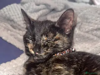 Mixed Breed cats 3 little beautiful kittens for sale - Advert 4