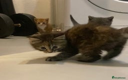 British Shorthair cats for sale: 6 kittens mixture of colours, bred from house cat  - Image 2