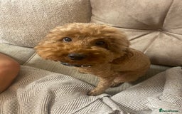 Miniature Poodle dogs for sale: Beautiful flower girl& Bertie boy , need a loving  - Image 3