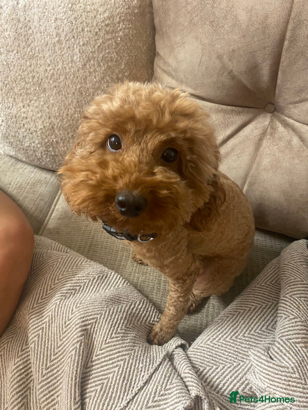 Miniature Poodle dogs for sale: Beautiful flower girl& Bertie boy , need a loving  - Image 3