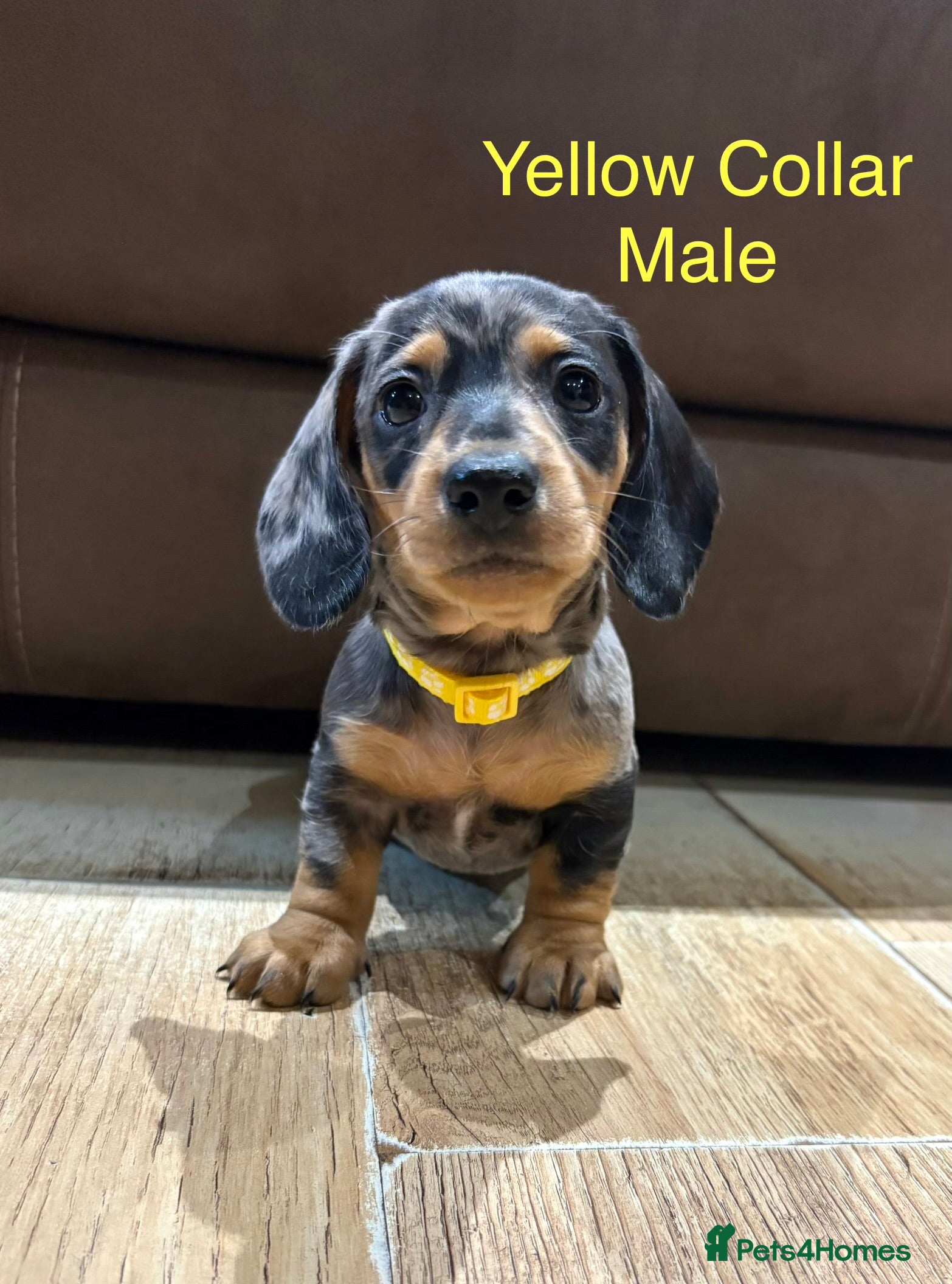 Miniature Dachshund dogs Miniature Dachshund Puppies💕 - Advert 5