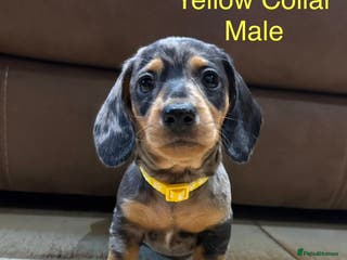 Miniature Dachshund dogs Miniature Dachshund Puppies💕 - Advert 5