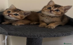 British Shorthair cats for sale: Ready to go BS kittens  - Image 2