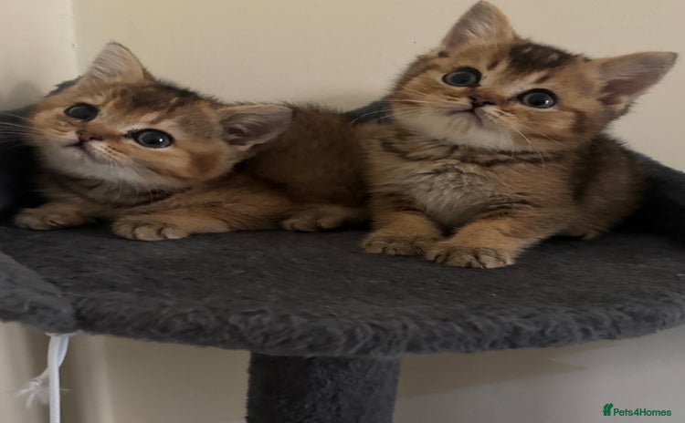British Shorthair cats - Advert 4