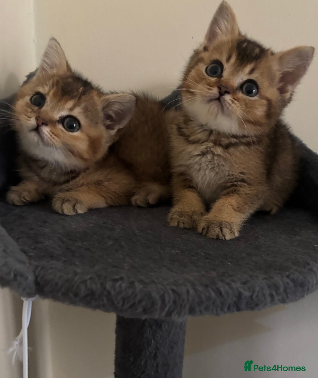 British Shorthair cats for sale: Ready to go BS kittens  - Image 2