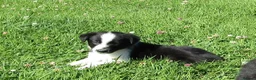 Border Collie dogs for sale: 5 Beautiful Border Collie Puppies  - Advert 11