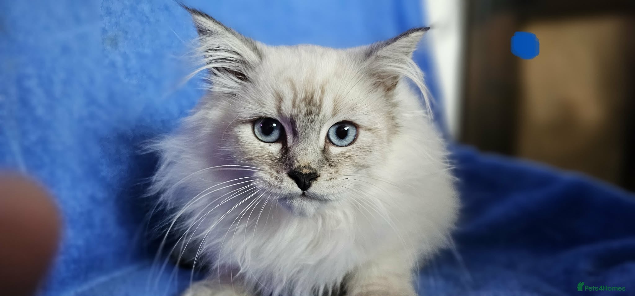 Siberian cats Beautiful Siberian Kittens - Advert 15