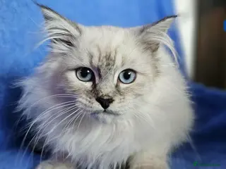 Siberian cats Beautiful Siberian Kittens - Advert 1