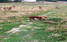 Cocker Spaniel dogs for stud: Beautiful unproven working cocker for stud  - Image 5