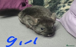 Chinchilla rodents for sale: Various baby chinchillas for sale - Image 3