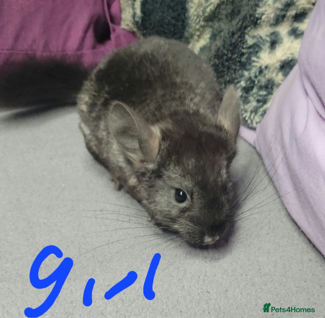 Chinchilla rodents for sale: Various baby chinchillas for sale - Image 3