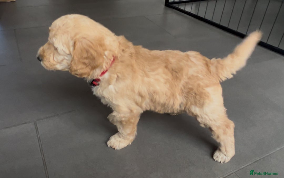Goldendoodle dogs for sale: One Beautiful girl mini golden doodle available  - Advert 16