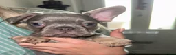 French Bulldog dogs for sale: French bulldog puppies  - Advert 2