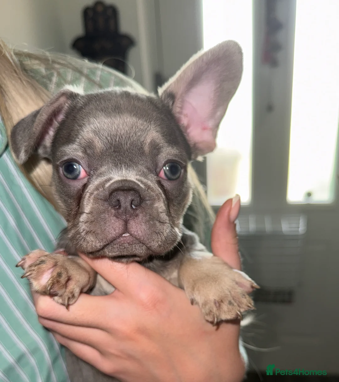 French Bulldog dogs for sale: French bulldog puppies  - Advert 2