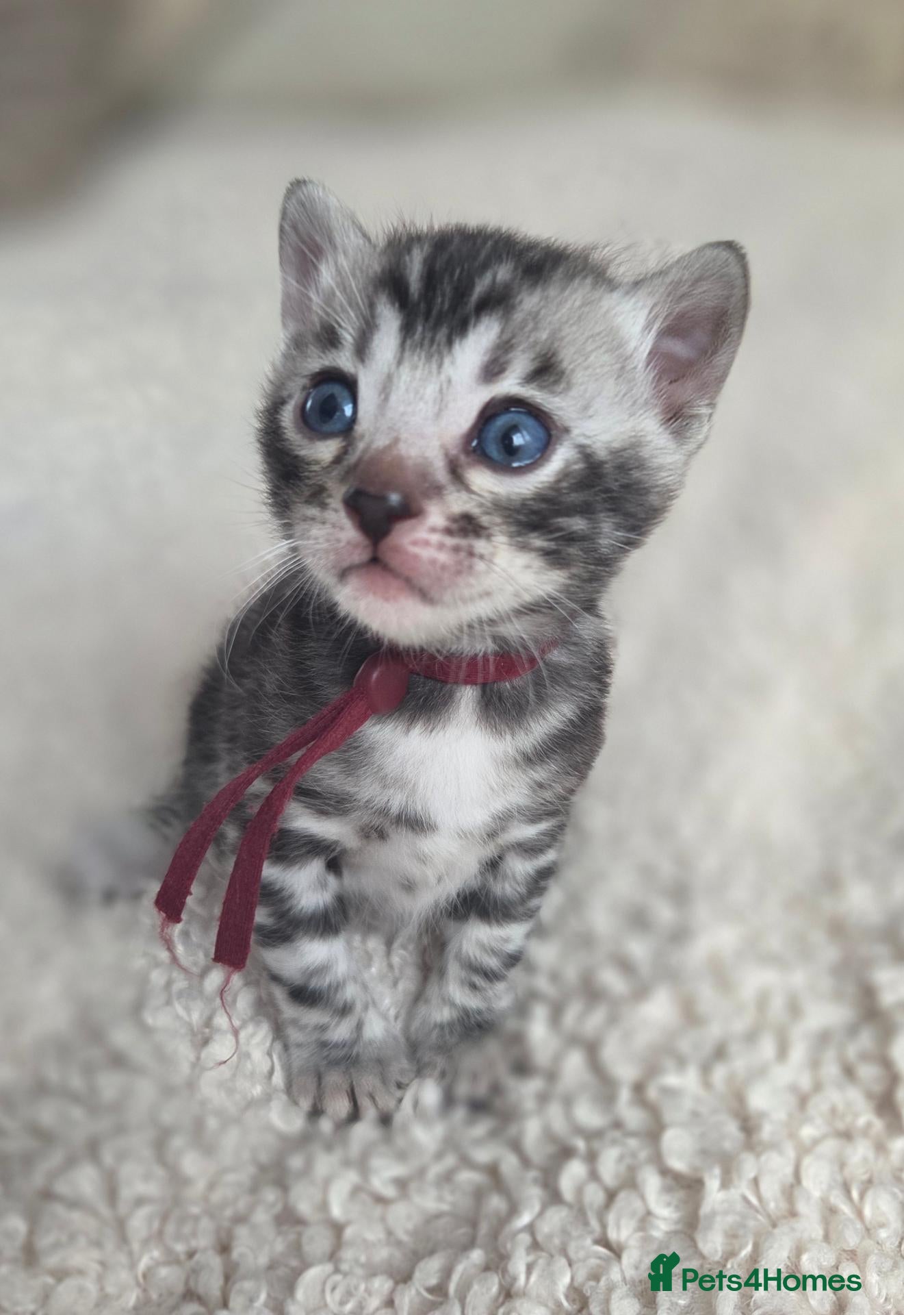 Bengal cats  Purebred TICA Registered 4 Bengal Kittens 🐾 - Advert 2