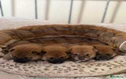 Japanese Shiba Inu dogs for sale: 🧡🦊 Beautiful K.C Shiba Inu Puppies Ready Soon - Image 2
