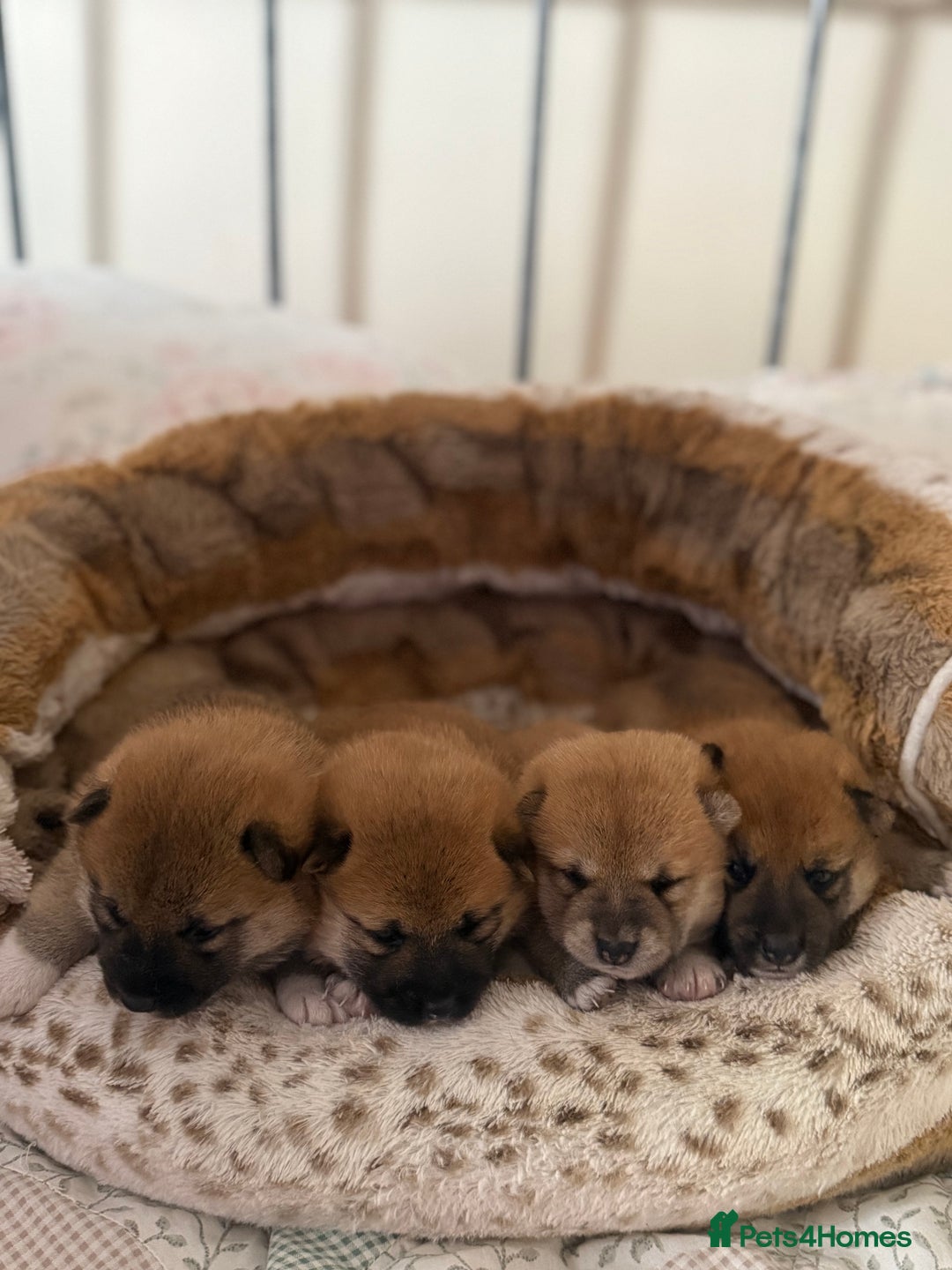 Japanese Shiba Inu dogs for sale: 🧡🦊 Beautiful K.C Shiba Inu Puppies Ready Soon - Image 2