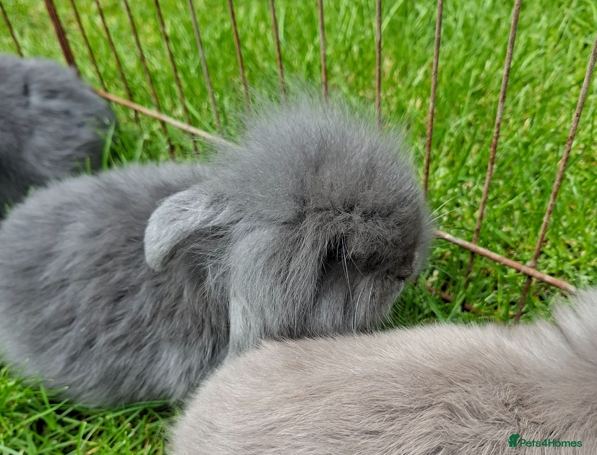 Mixed Breed rabbits 4 lovely minilop lionhead rabbits  - Advert 2