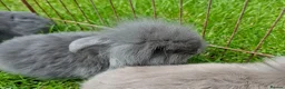 Mixed Breed rabbits for sale: 4 lovely minilop lionhead rabbits  - Advert 2