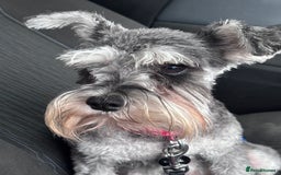 Miniature Schnauzer dogs for sale: ⭐️Beautiful miniature Shnauzer girl ⭐️ - Image 2