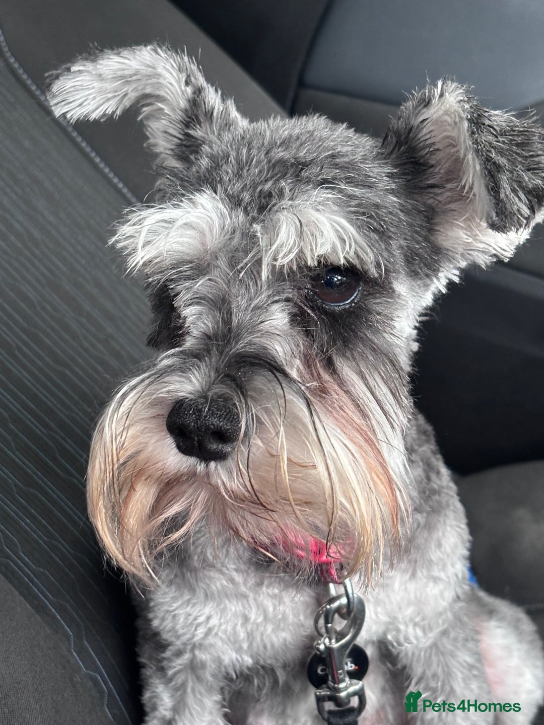Miniature Schnauzer dogs for sale: ⭐️Beautiful miniature Shnauzer girl ⭐️ - Image 2
