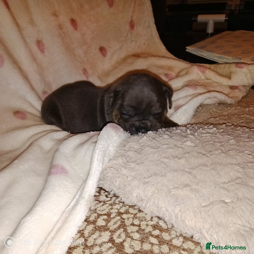 Olde English Bulldogge dogs for sale: Olde English bulldogge puppys - Advert 31