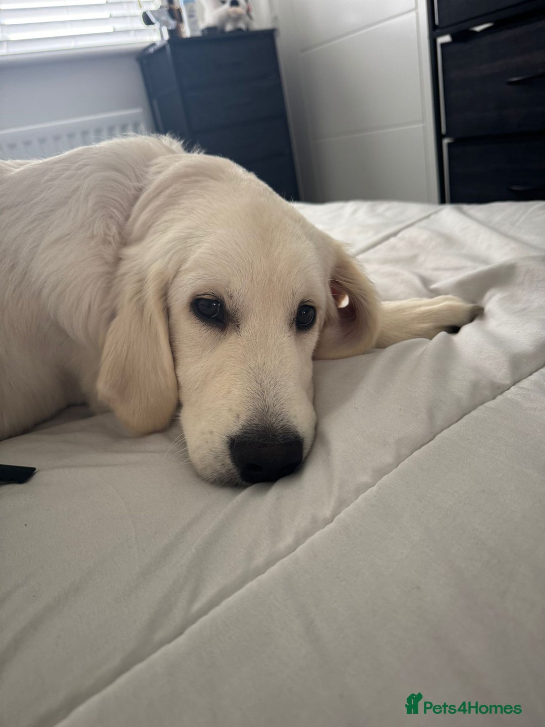 Golden Retriever dogs for sale: Golden Retriever  - Advert 5