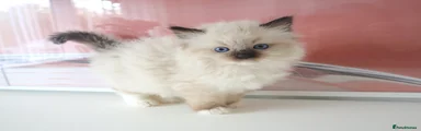 Ragdoll Kitten 1