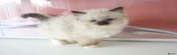 Ragdoll cats for sale: INDOOR GCCF REGISTERED RAGDOLL FEMALE KITTEN - Advert 28