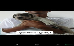 Mixed Breed dogs for sale: Beautiful Molesser Mastiff pups - Image 24