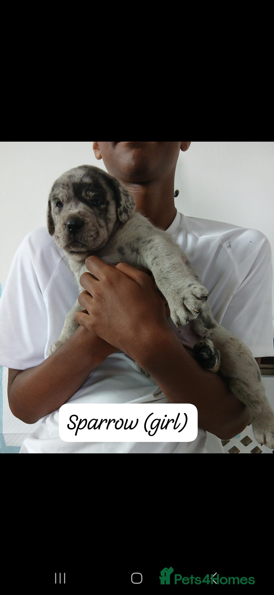 Mixed Breed dogs for sale: Beautiful Molesser Mastiff pups - Image 24