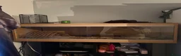 Python Snake reptiles for sale: 2 year old royal python with setup  in Bedworth - Advert 6