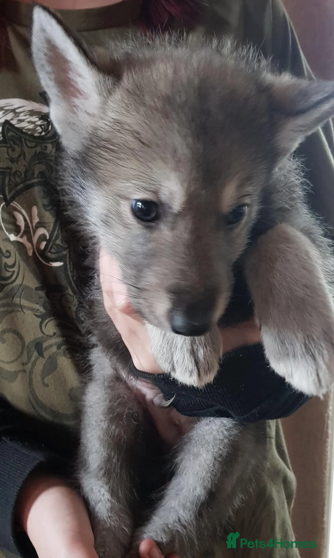 Northern Inuit dogs for sale: RARE BREED TAMASKAN Registered and Embarked - Advert 12