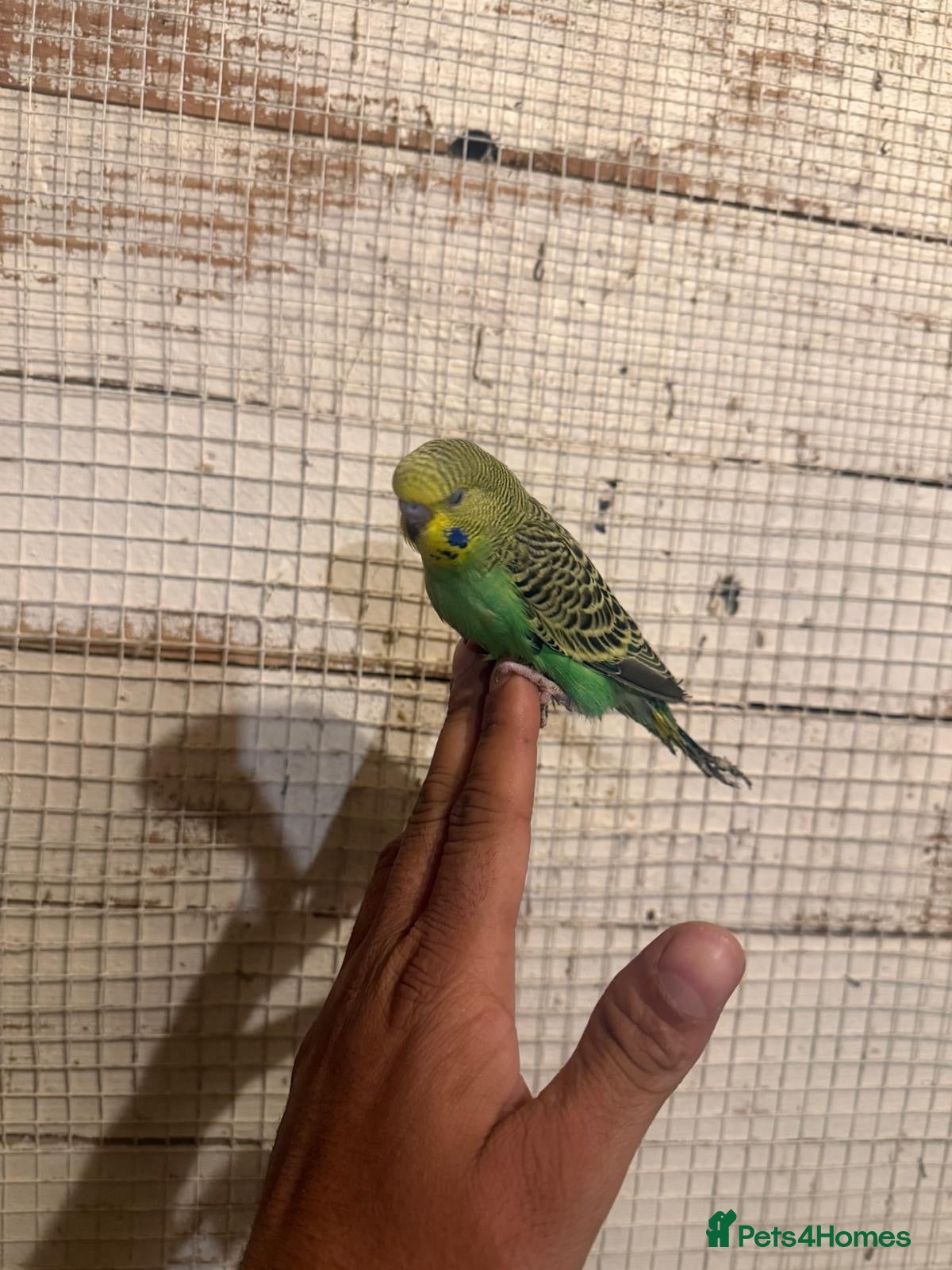 Budgerigars birds Budgies for sale £40 each collection mk404nn - Advert 18