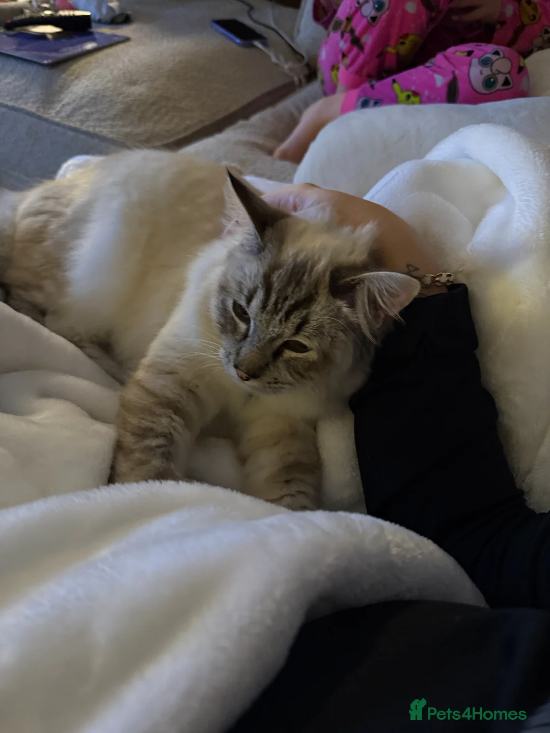 Ragdoll cats for sale: Male Ragdoll - Advert 5