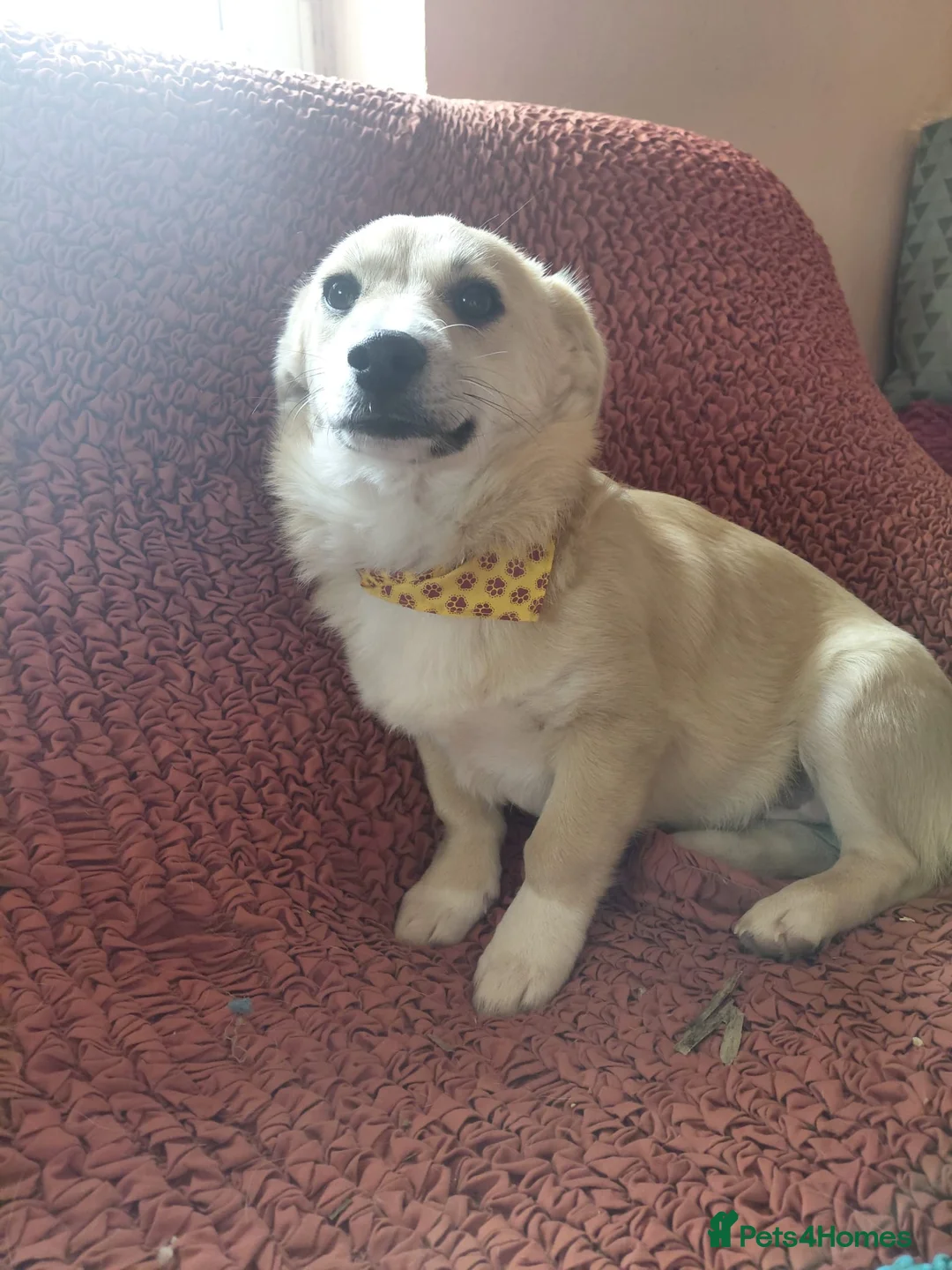 Mixed Breed dogs for adoption: 🌸Little HARA🌸- gentle, grateful and full of love - Advert 13