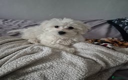 Bichon Frise dogs for sale: ✨ Beautiful 3-Month-Old Female Bichon Frise Puppy  - Image 2