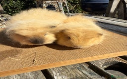 Guinea Pig rodents for sale: Pure bred California & Swiss guineapigs  - Image 2
