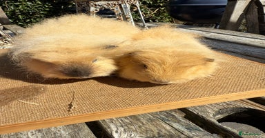 Guinea Pig rodents - Advert 11