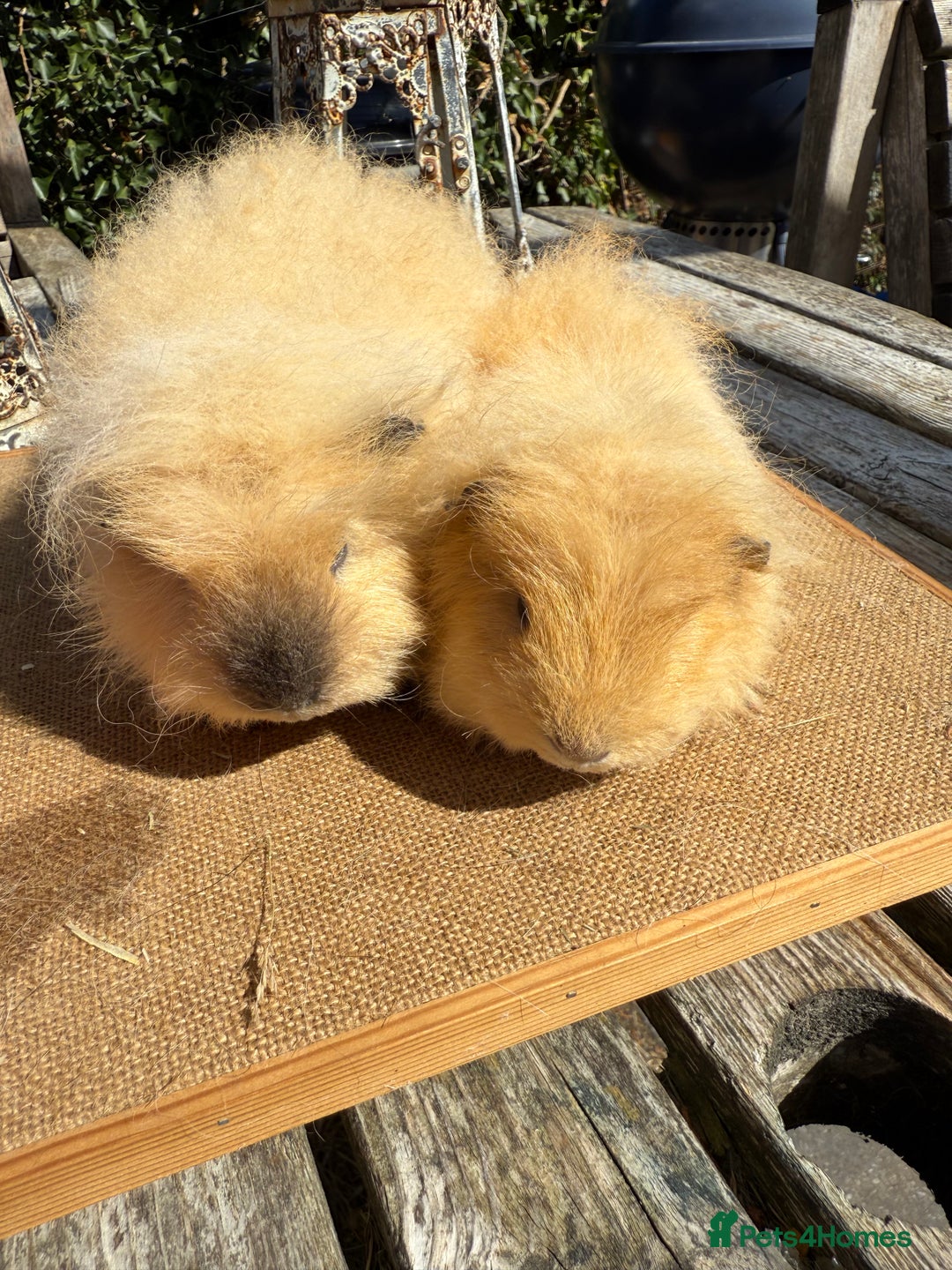 Guinea Pig rodents for sale: Pure bred California & Swiss guineapigs  - Image 2