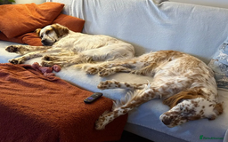 English Setter dogs for adoption: Dil (Formerly Dul)   in Blaydon-on-Tyne - Advert 13